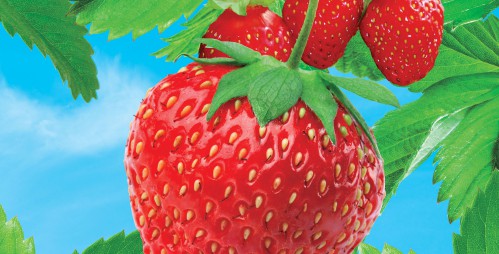 Strawberry